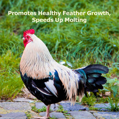 WORMSKING larvas secas en un plato servidas como premio nutritivo para gallinas