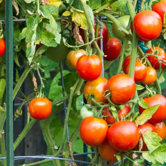 Xiny Tool estacas en uso sosteniendo plantas de tomate, facilita cosecha y aireación