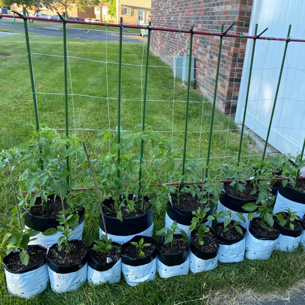Xuwzenkl estaca en uso sosteniendo planta de tomate saludable