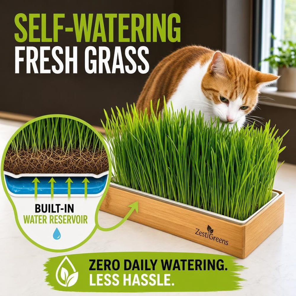 ZESTIGREENS gato comiendo pasto del kit demostrando entretener y complementar dieta