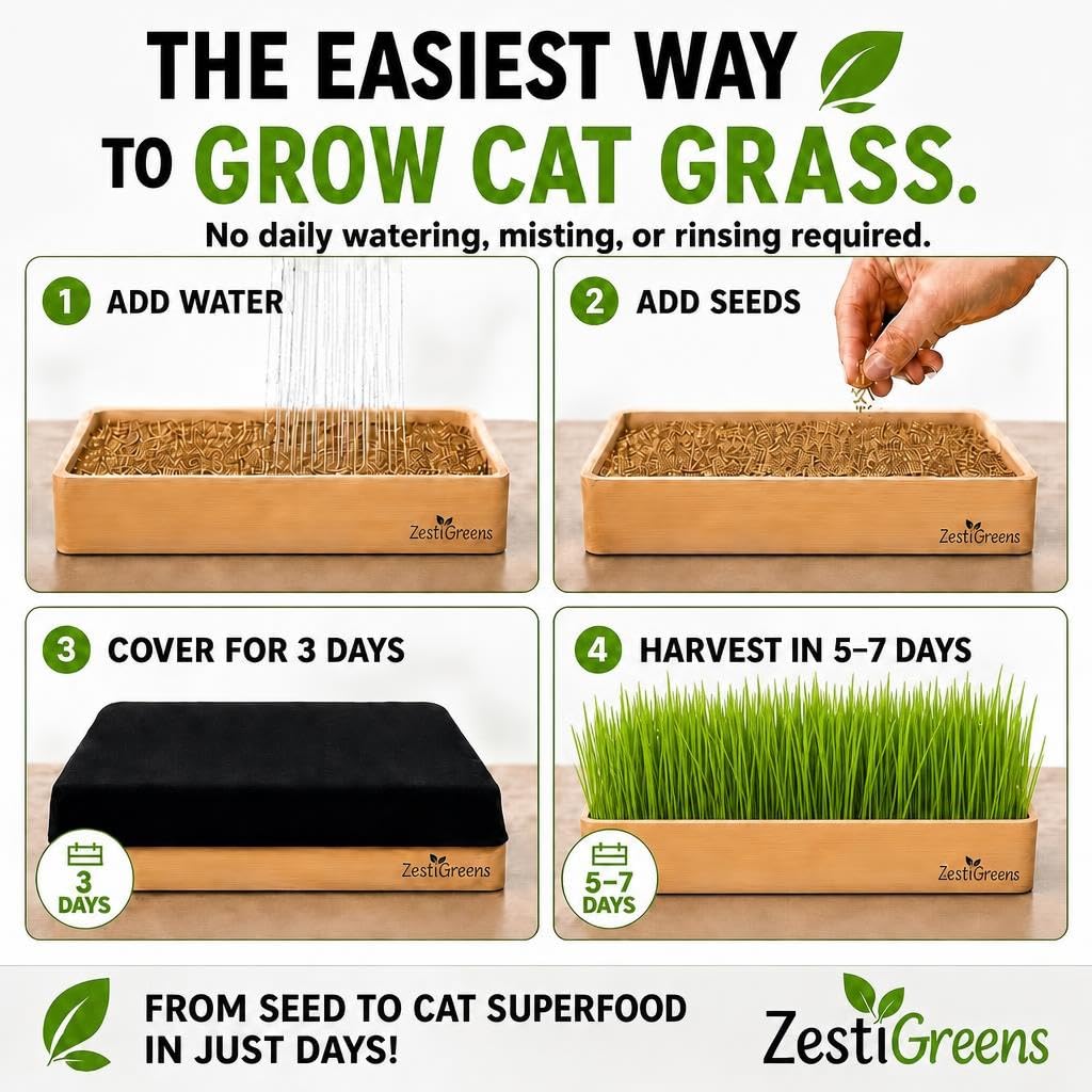 ZESTIGREENS pasto de trigo crecido en la bandeja listo para que el gato lo coma